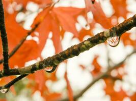 rood en oranje bladeren van de liquidambar onder de herfst regen foto