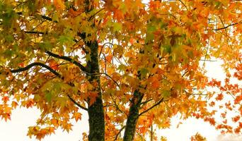 rood en oranje bladeren van de liquidambar onder de herfst regen foto