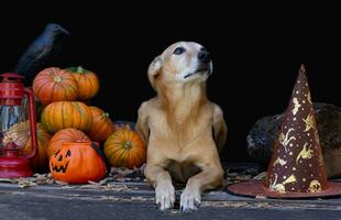 portret van een hond De volgende naar een halloween pompoen foto