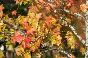 rood en oranje bladeren van de liquidambar onder de herfst regen foto