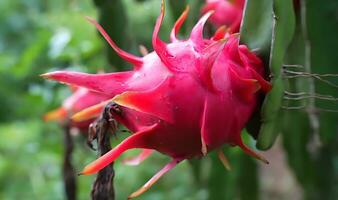 vers draak fruit, draak fruit Aan de draak fruit boom aan het wachten voor de oogst foto