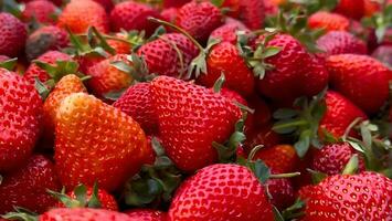 vers gezond smakelijk aardbei fruit, veel van vers aardbeien foto