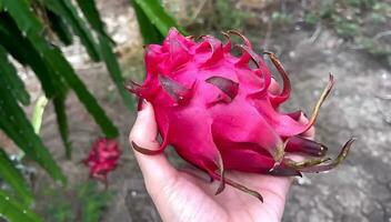 vers draak fruit, draak fruit Aan de draak fruit boom aan het wachten voor de oogst foto