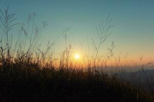 natuur achtergrond met gras in de weide en zonsondergang foto