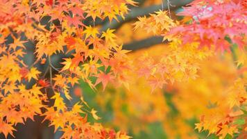 rood esdoorn- boom bladeren in herfst foto