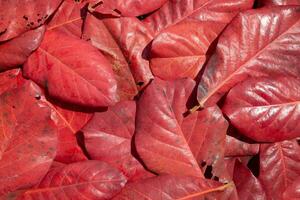 rood bladeren in de Woud fal foto