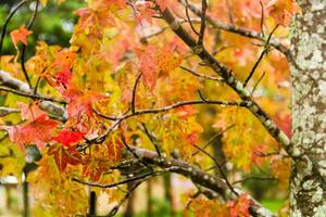 rood en oranje bladeren van de liquidambar onder de herfst regen foto