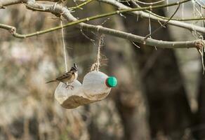 portret van een chingolo in een plastic trog van gerecycled fles foto