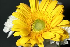 groot geel gerbera bloem Aan zwart achtergrond foto