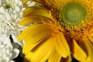 gerbera bloemen drijvend Aan de water met groen achtergrond foto