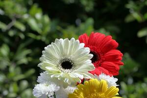 kleurrijk boeket van gerbera bloemen met de natuur bokeh achtergrond foto