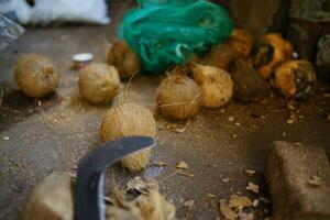 traditioneel kokosnoot industrie, kapmessen en kokosnoten dat zijn klaar naar worden gebroken voor verwerken foto