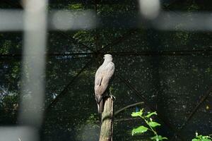adelaar neergestreken Aan een Afdeling in een dierentuin kooi met zonnen foto
