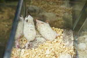 schattig dieren, aanbiddelijk wit mini egels in aquarium kooien voor uitverkoop Bij de dier markt foto