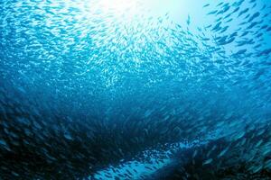 binnen een reusachtig sardines school- van vis aas bal terwijl duiken Cortez zee foto