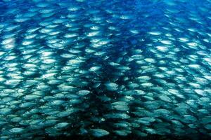 binnen een reusachtig sardines school- van vis aas bal terwijl duiken Cortez zee foto