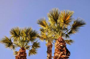 palmbomen tegen een blauwe hemel foto