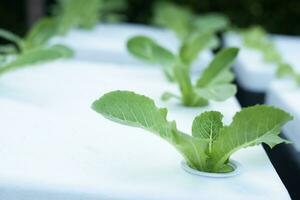 hydrocultuur groenten in schuim dozen, biologisch groenten, ideeën voor gebruik makend van verspilling materialen naar creëren een uitkering. foto