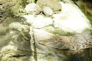 groot krokodil is aan het wachten voor prooi terwijl zonnen met achtergrond natuurlijk foto