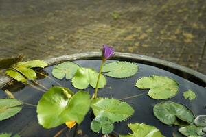 lotus bloem in pot in de zon in de ochtend- met steen achtergrond foto