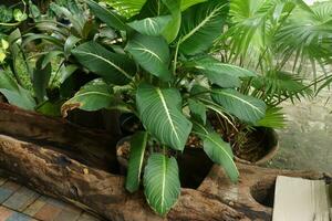 vers spathiphyllum blad buiten de tuin in de zon foto