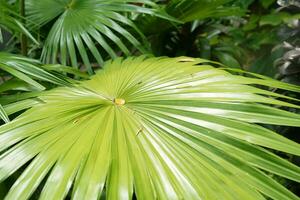 palm fabriek saribus bladeren met hoek schot van bovenstaand foto