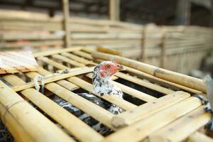 de kippen zijn in de coop naar worden verkocht in de traditioneel markt foto