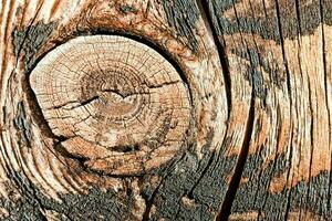 dichtbij omhoog van een hout structuur met een cirkel in de centrum foto