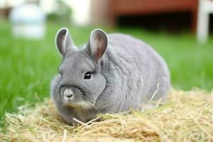 grijs chinchilla dier Aan groen gras. genereren ai foto