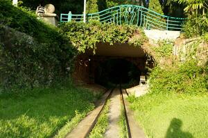 oud verlaten trein tunnels met boom Hoes foto