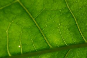 blad textuur, vol kader schot van groen blad foto