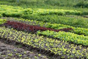 jong fabriek van verscheidenheid van sla salade Bijsnijden in organische stoffen boerderij voor landbouw en vegetarisch concept foto