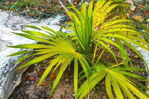 tropisch groen exotisch caraïben Maya chit palm palmen regenwoud Mexico. foto