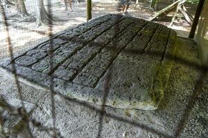 coba Maya ruïnes oude gebouwen piramides reliëfs tropisch oerwoud Mexico. foto