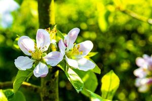 wit en roze geparfumeerd vers appel boom Peer boom bloemen. foto