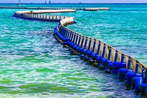 zeewier sargazo netto caraïben strand water playa del carmen Mexico. foto