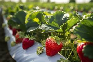 struik van rijp biologisch aardbeien in de tuin. BES detailopname. generatief ai foto