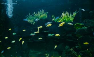 kleurrijk klein vis in de aquarium een verscheidenheid van verschillend soorten van vis Actie prachtig. foto