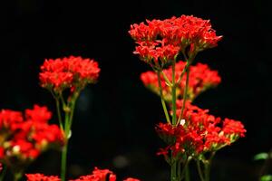 bloesem rood bloemen in natuurlijk licht en voorjaar bloemen. foto