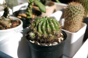 bloeiend cactus tuin in natuurlijk zonlicht. cactus huis planten foto