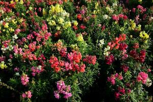 bloeiend roze bloemen veld- in de weide met natuurlijk zonlicht. foto