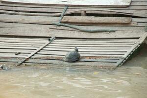 Thais schildpad Aan oud en vuil hout plank platform naast water, Thailand. foto