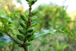 groen ovaal vorm van zee hulst fruit Aan Afdeling en bladeren in natuur, Thailand. een ander naam is hulstbladig acanthus of hulst mangrove. foto