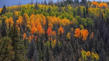 kleurrijke herfstbomen op de bergtop in landelijk Colorado