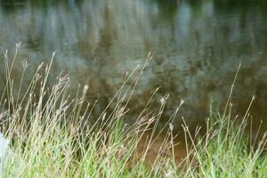 tropisch Woud en wild bloemen gras in de buurt kanaal meer en rivieroever foto