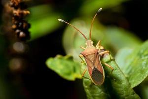 cletus trigonus hemiptera op een groen blad foto