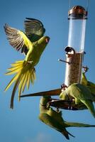 groen parkieten Aan vogelvoeder foto