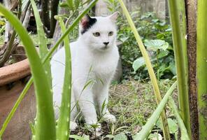 detailopname portret van een wit huiselijk kat zittend in de tuin. beeld voor veterinair klinieken, sites over katten, voor kat voedsel. foto