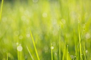 dauw op gras groen achtergrond foto