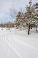in heldere sneeuw een spoor van een auto die tussen bomen rijdt foto